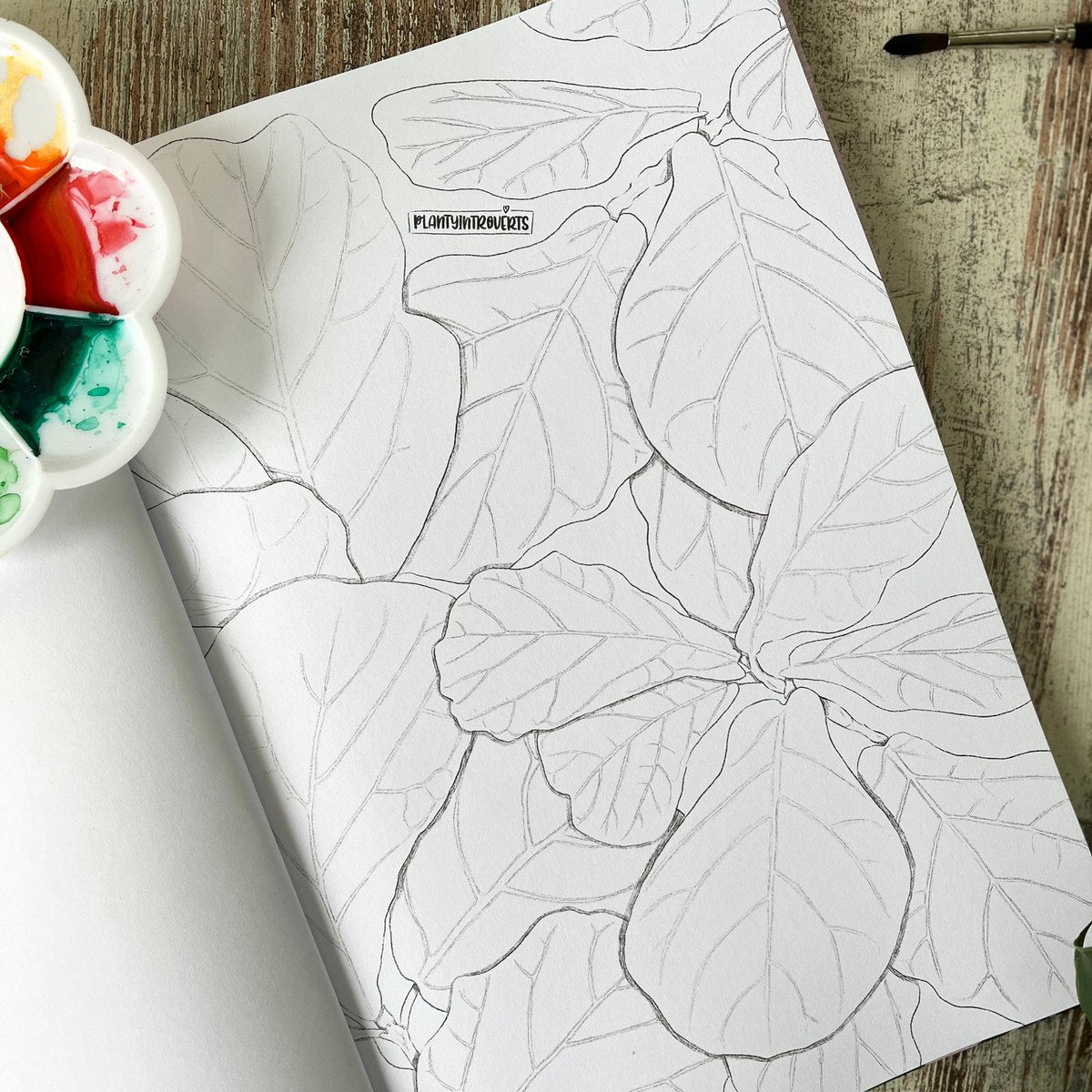 Coloring Book Houseplants
