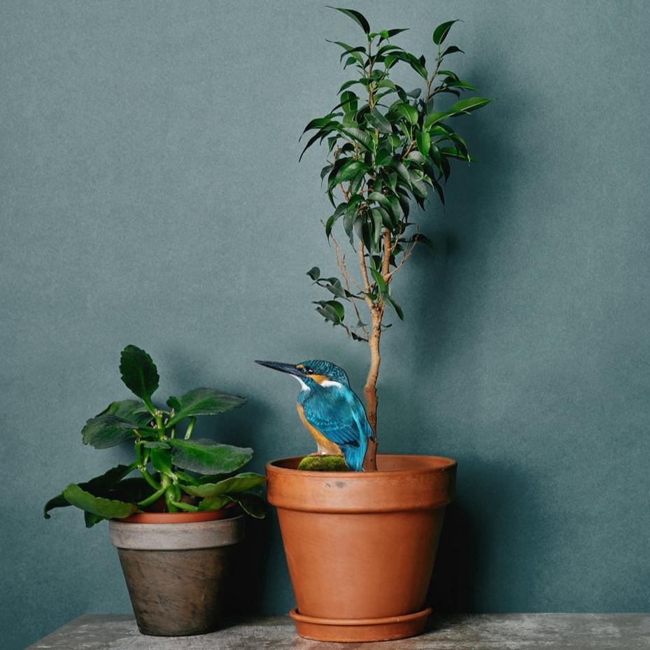 Plantensteker - Ijsvogel