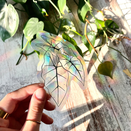 Regenboog Sticker - Alocasia Frydek Zwart