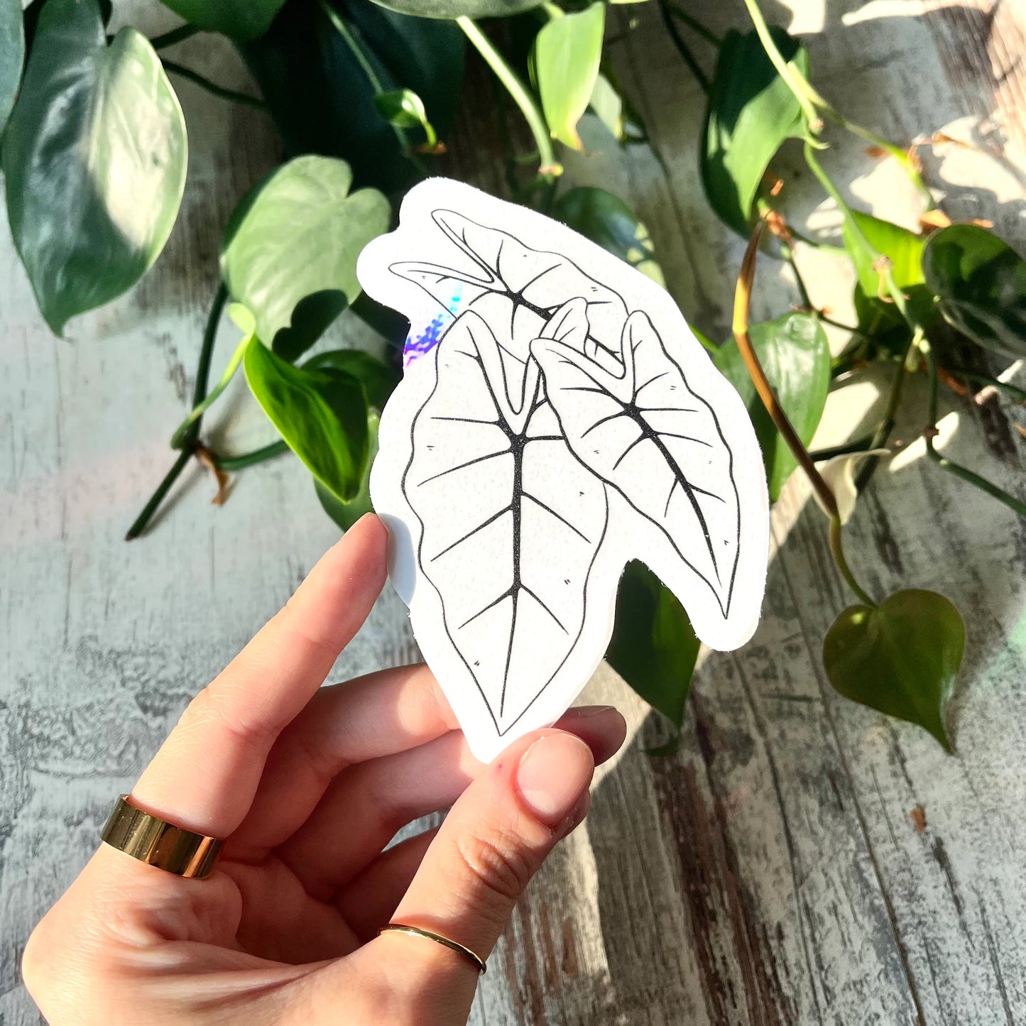 Rainbow Maker - Alocasia Frydek Black