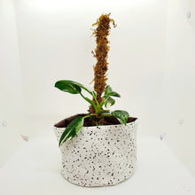 Load image into Gallery viewer, Plantswear - Speckle Botanic Black
