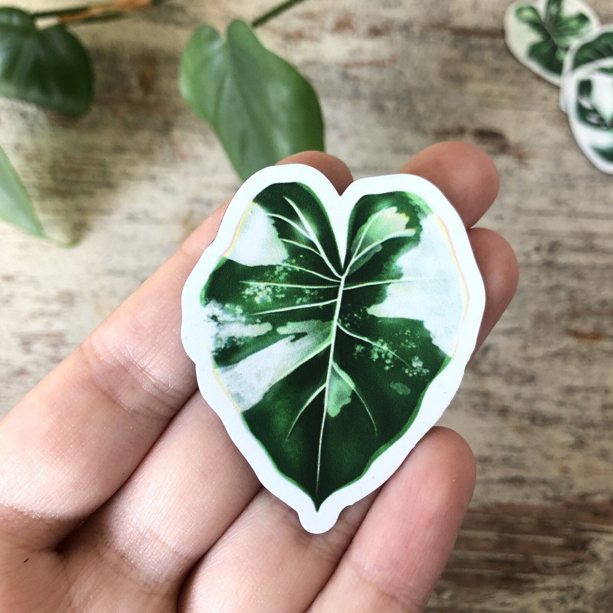 Magnets Set 4 - Variegated Plants L