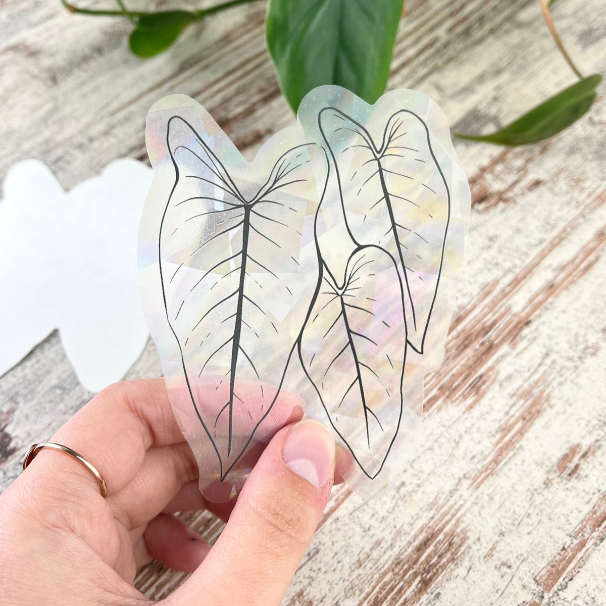Rainbow Maker - Philodendron