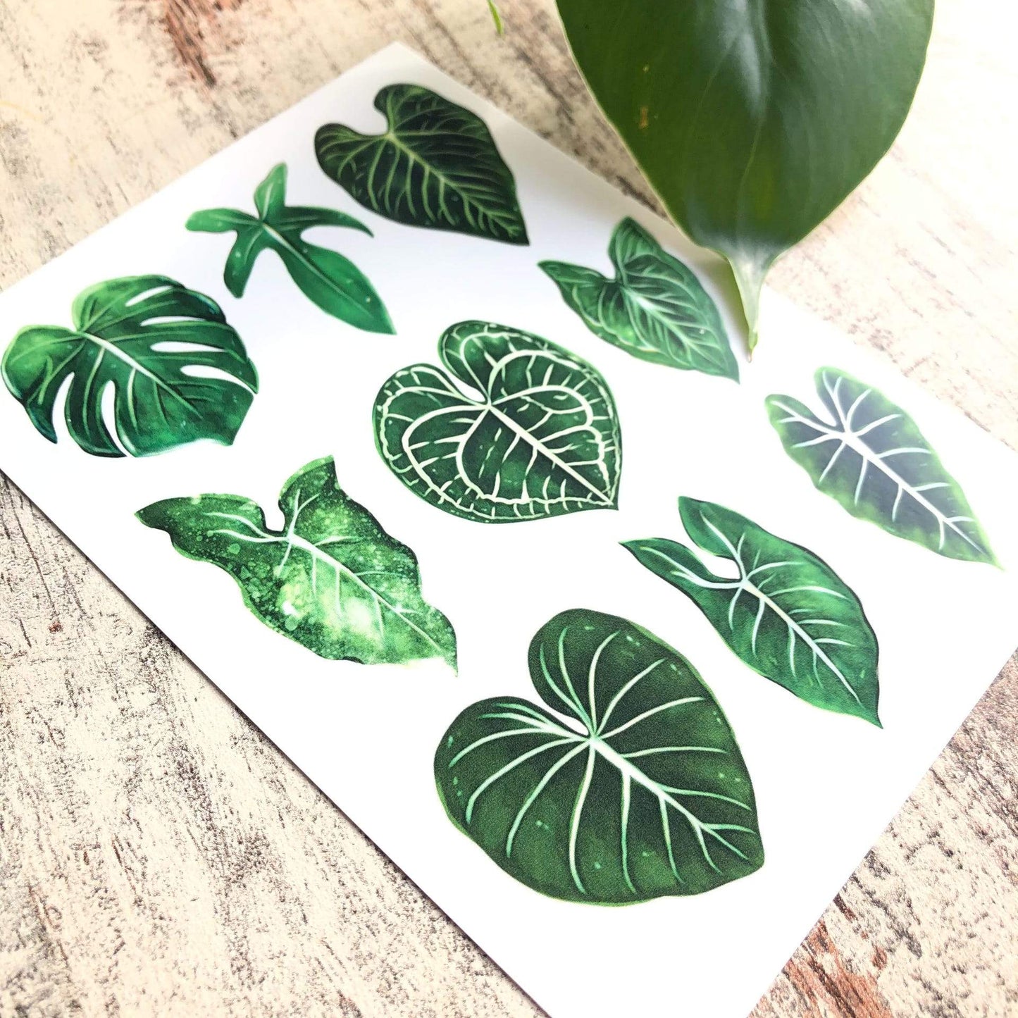 Postcard - Leaves Mix