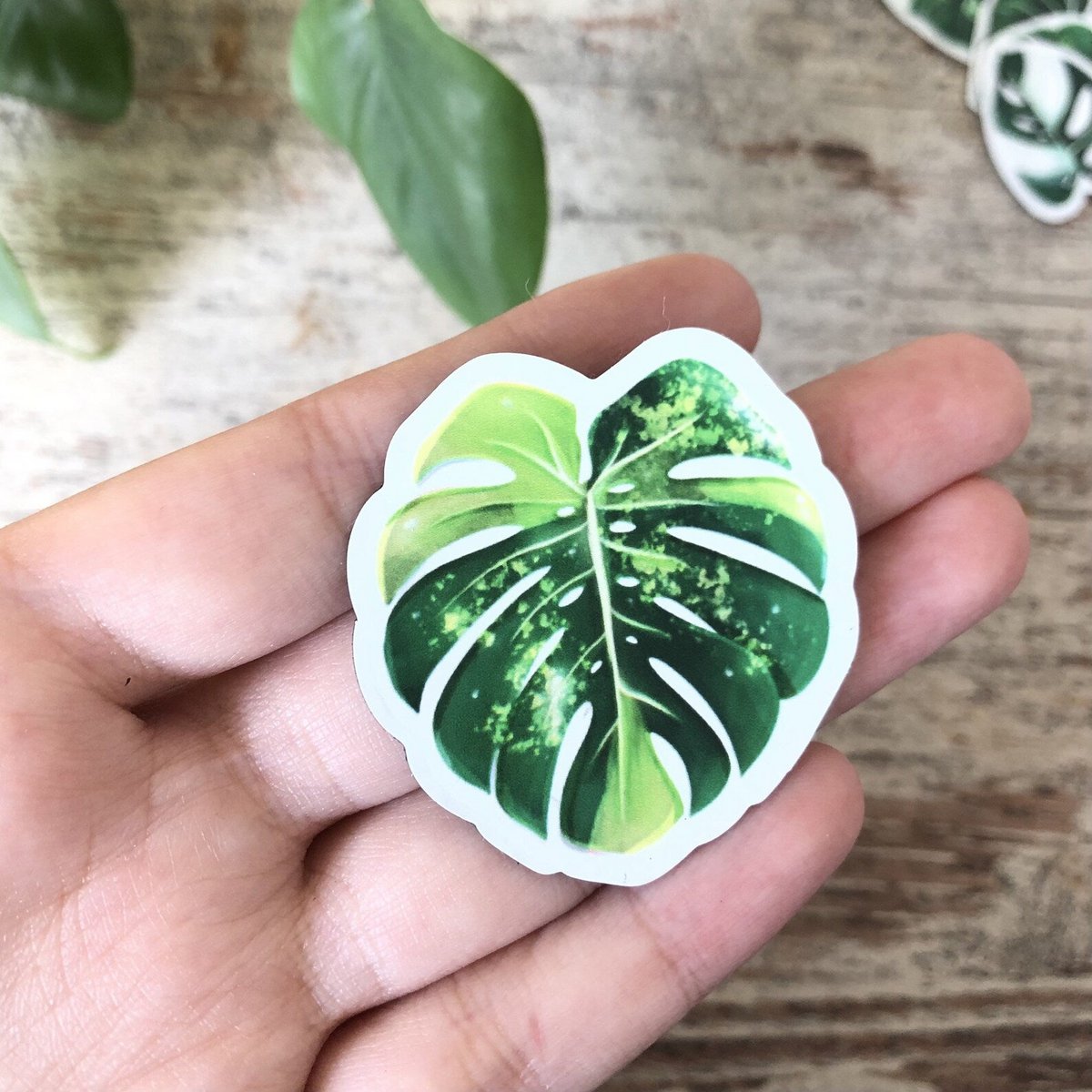 Magnets Set 4 - Variegated Plants L