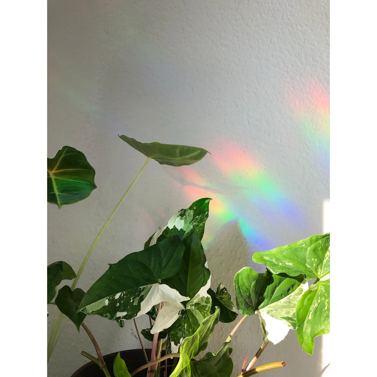Rainbow Maker - Monstera With Cat