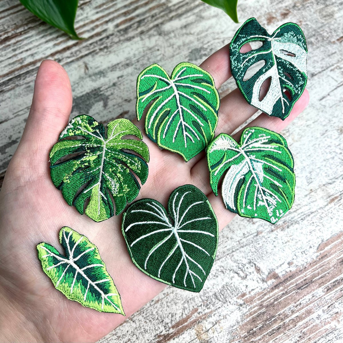 Strijkembleem - Adansonii Variegata