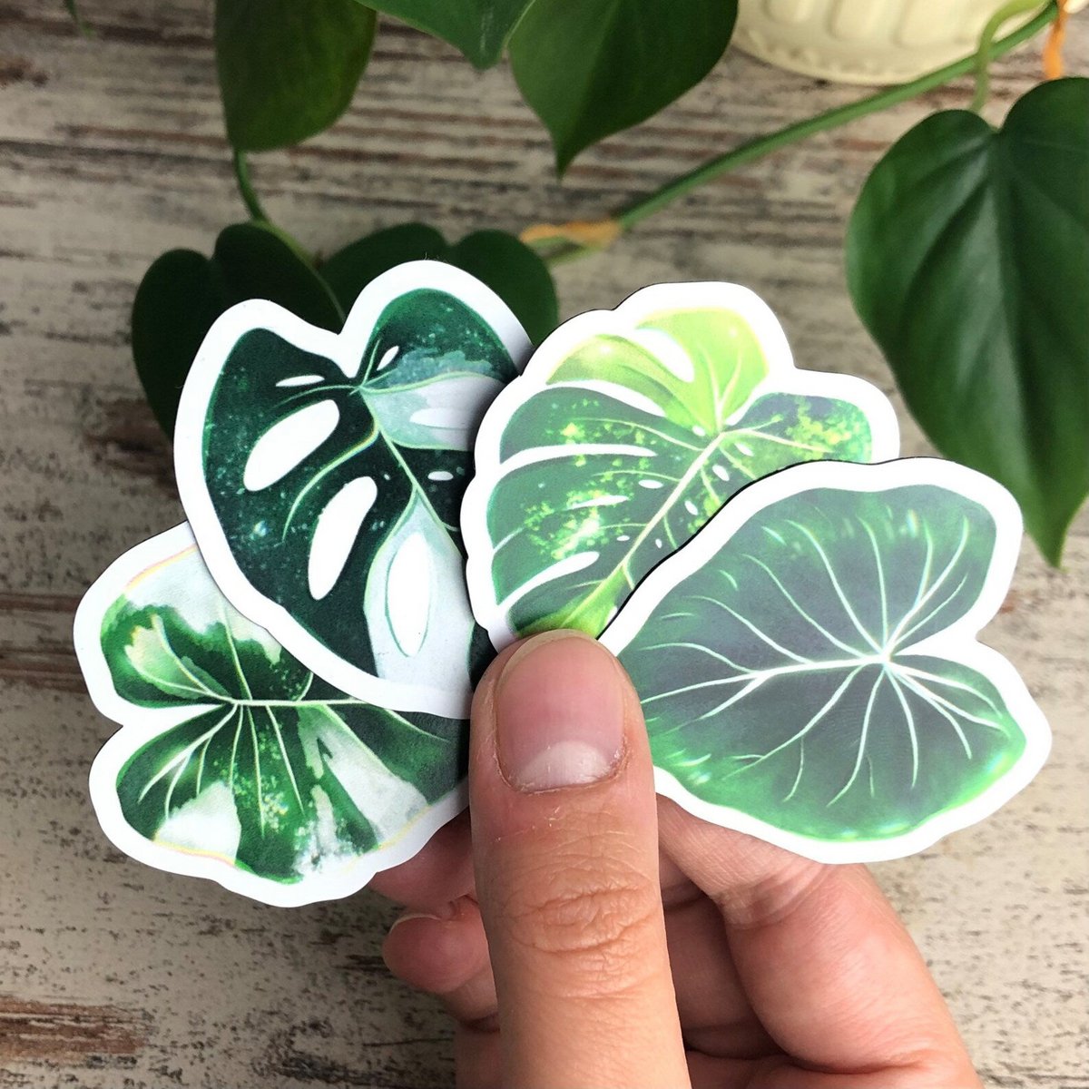 Magnets Set 4 - Variegated Plants L
