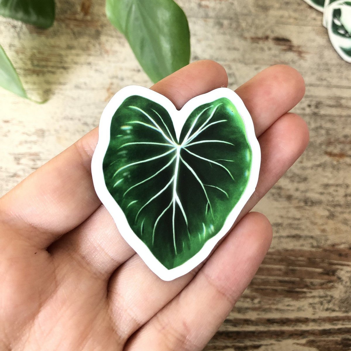 Magnets Set 4 - Variegated Plants L