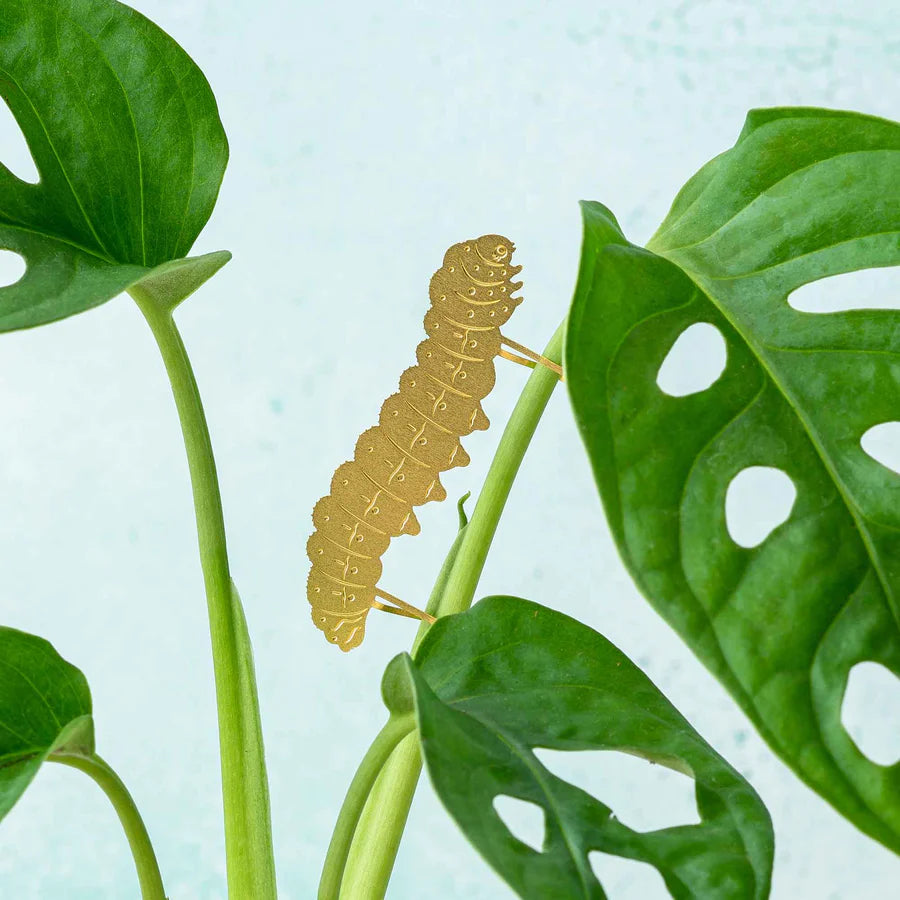 Plantendiertje - Rups