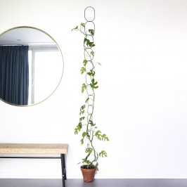 planten klimmen muur mooi ringen zwart goud black gold wall plants climb