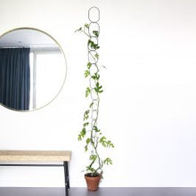 Load image into Gallery viewer, planten klimmen muur mooi ringen zwart goud black gold wall plants climb
