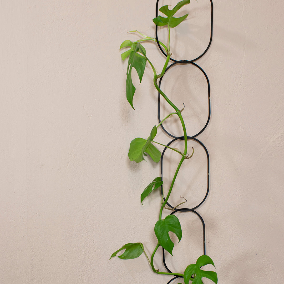 Ketting voor Klimplanten - Zwart