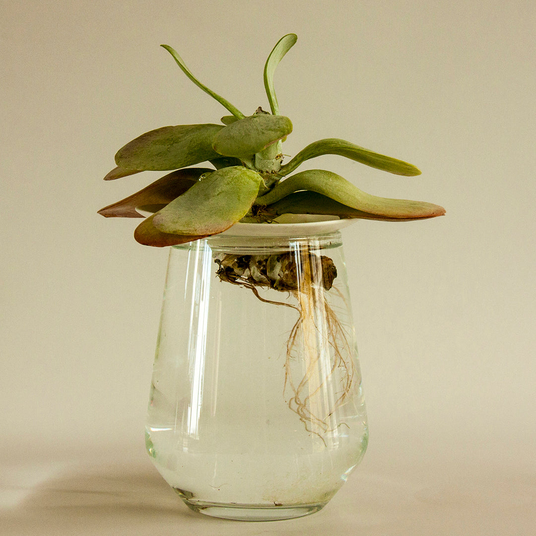 Germination Plate
