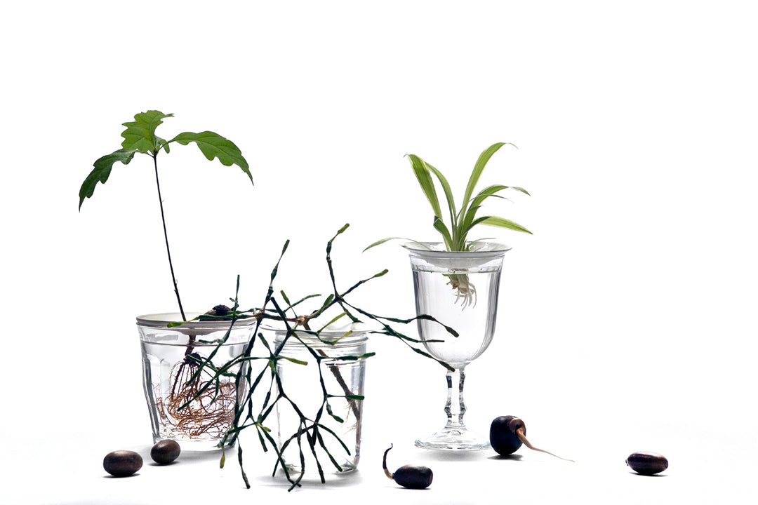 Germination Plate