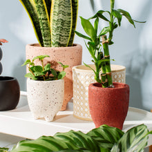 Load image into Gallery viewer, Speckled Leggy Planter - Small
