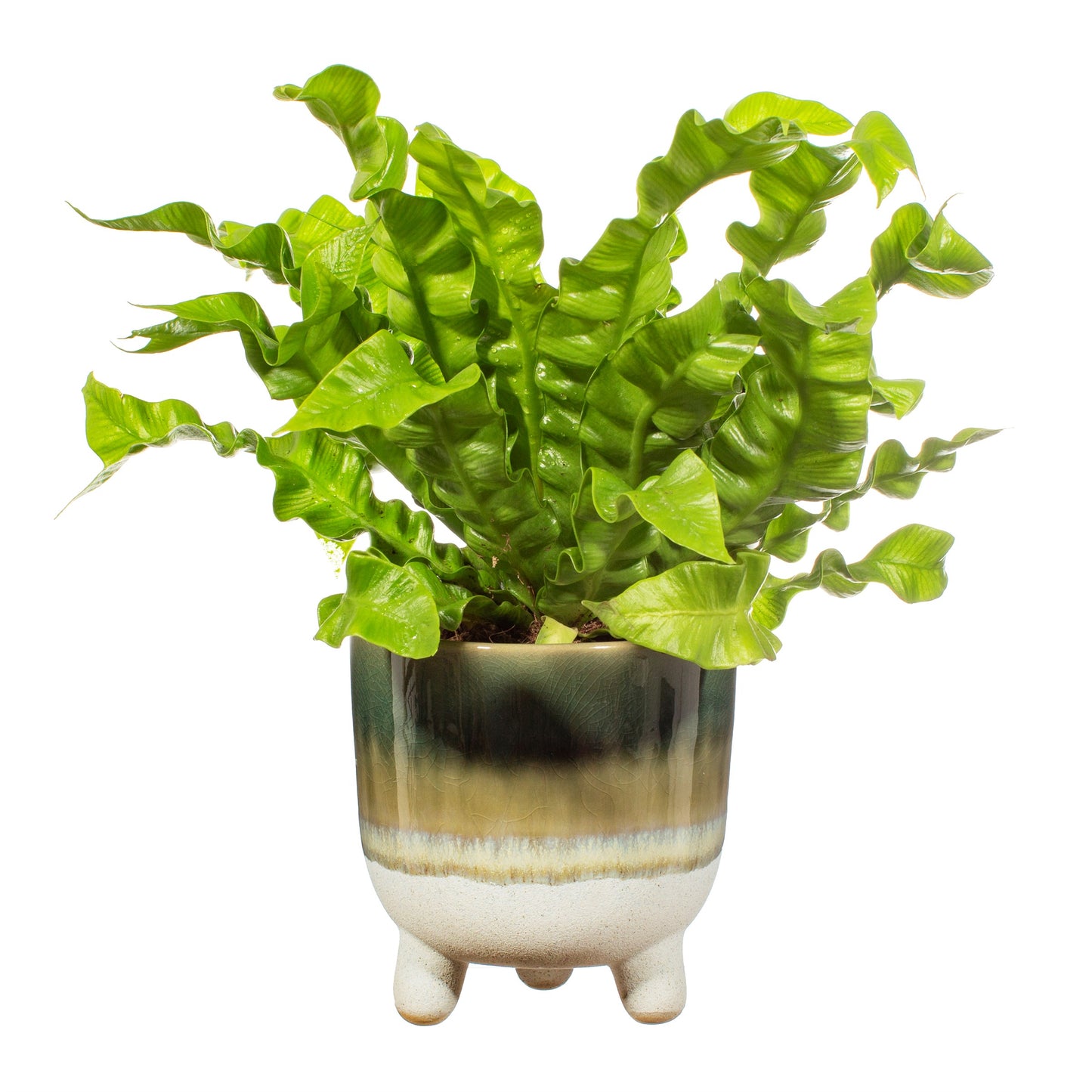 Mojave Planter L - Green