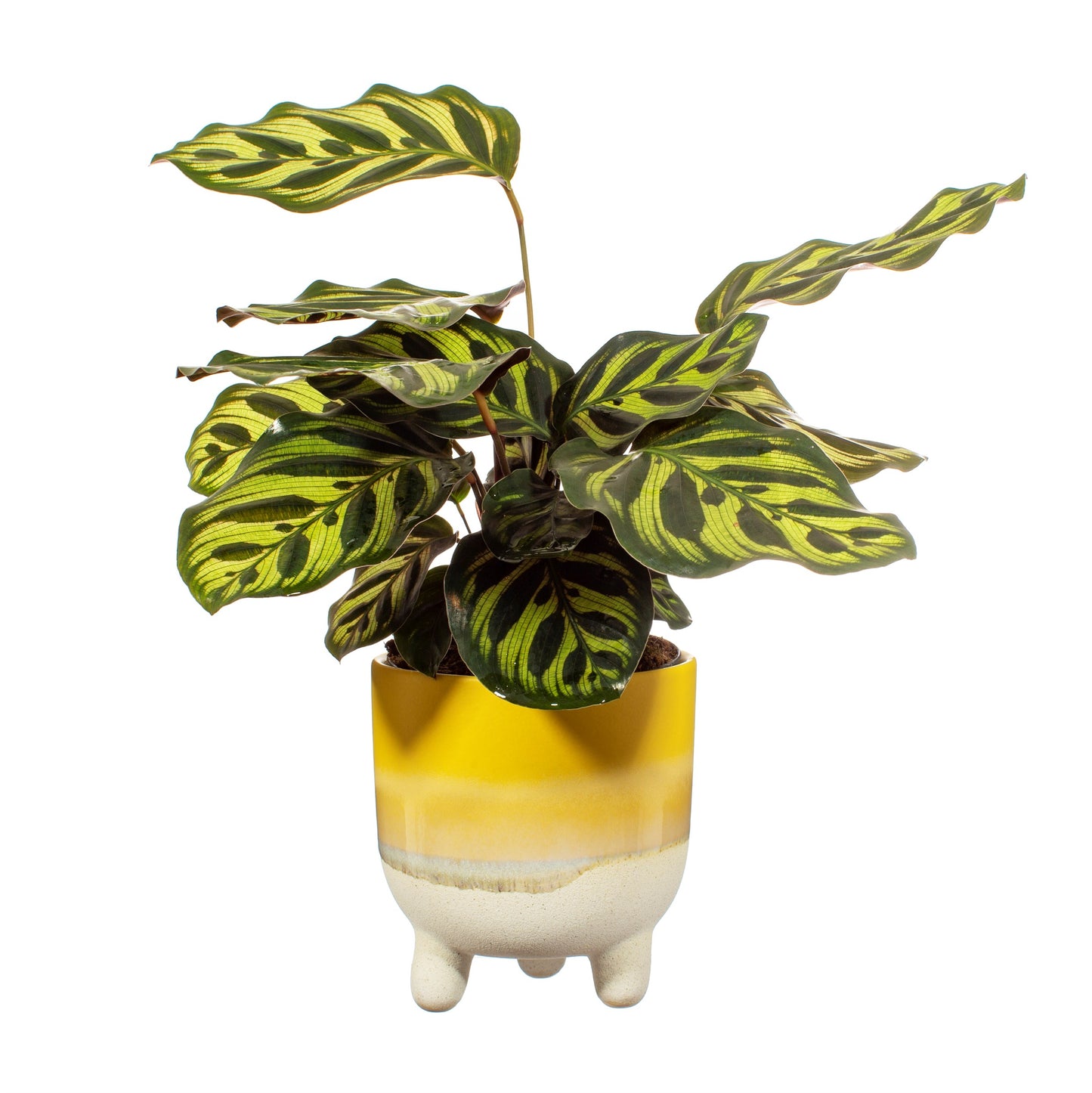 Mojave Planter L - Yellow