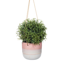 Load image into Gallery viewer, Mojave Hanging Planter - Pink
