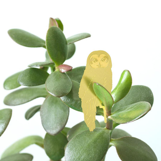 Plantendiertje - Uil