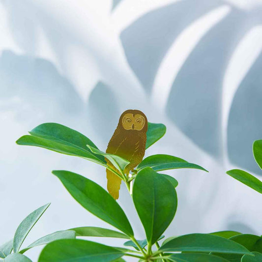 Plantendiertje - Uil