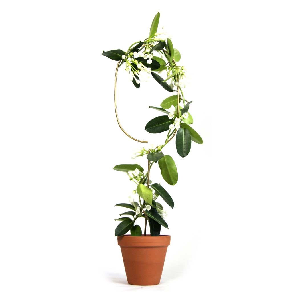 Plantensteun - Boog