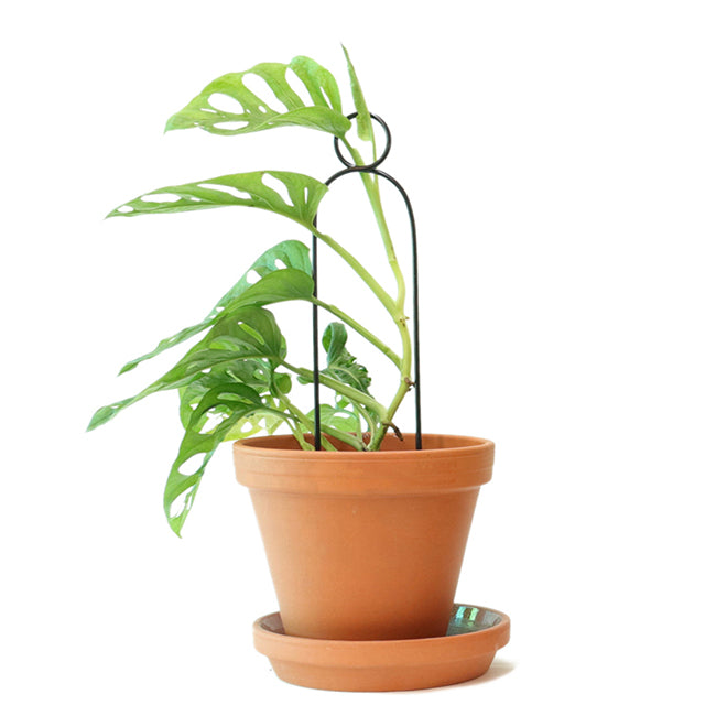 Plantensteun Mini - Pompom - Zwart