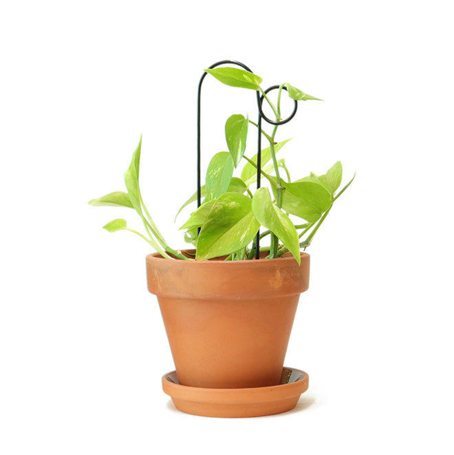 Plantensteun Mini - Bump - Zwart