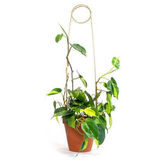 plant stake - pin