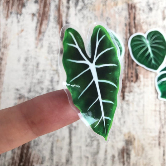 Sticker - Alocasia Frydek Transparant