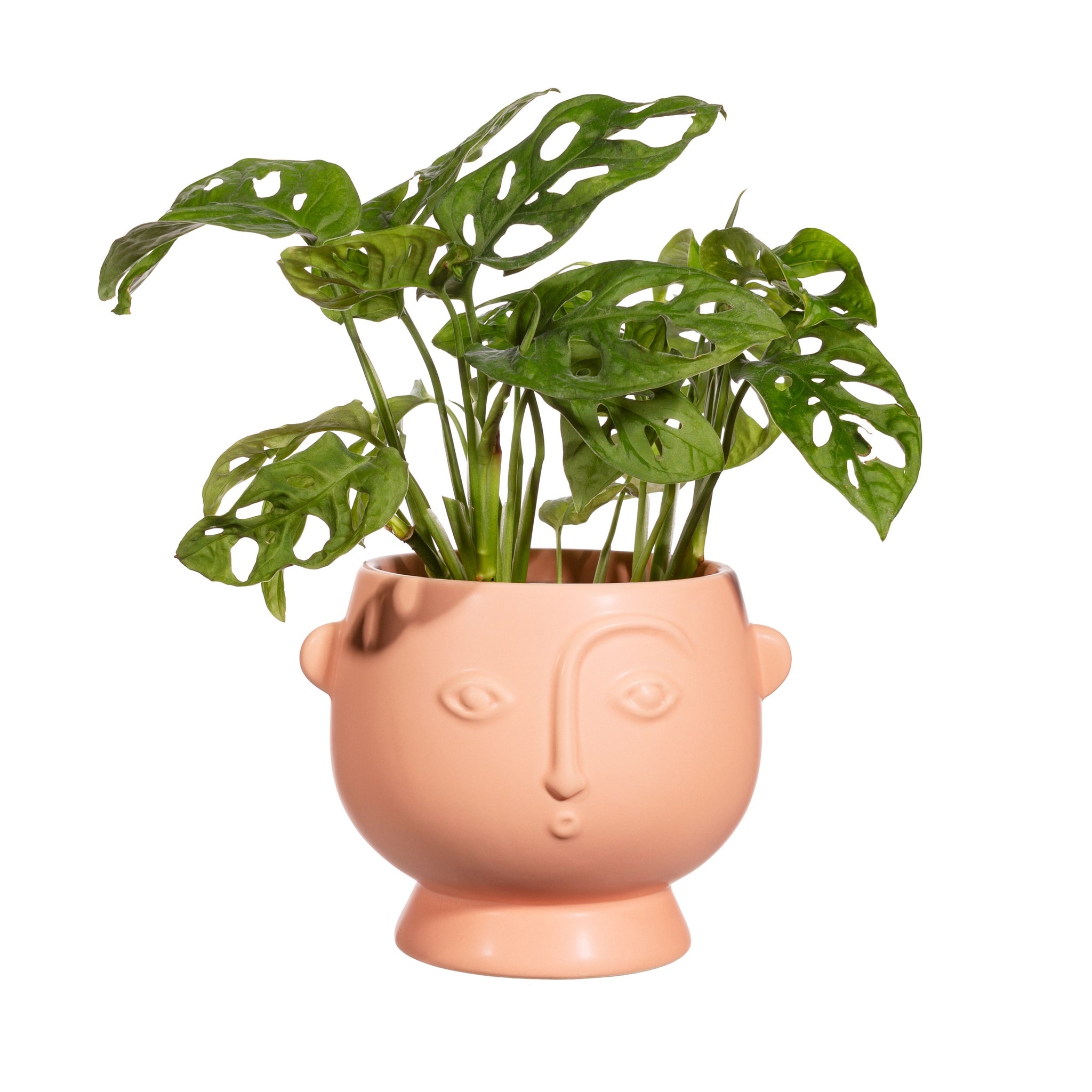 Pink Face Planter - Large | Sass&Belle