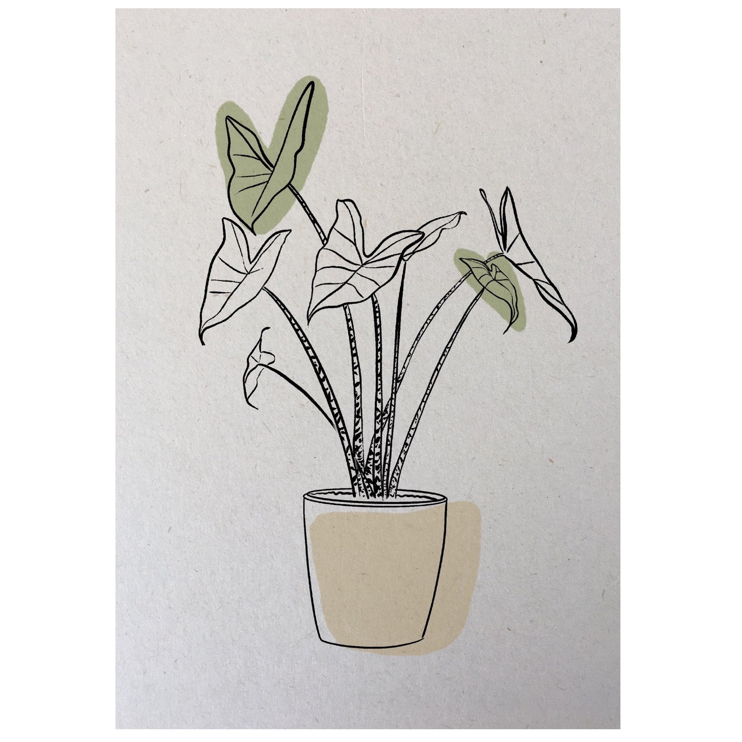 wenskaart alocasia