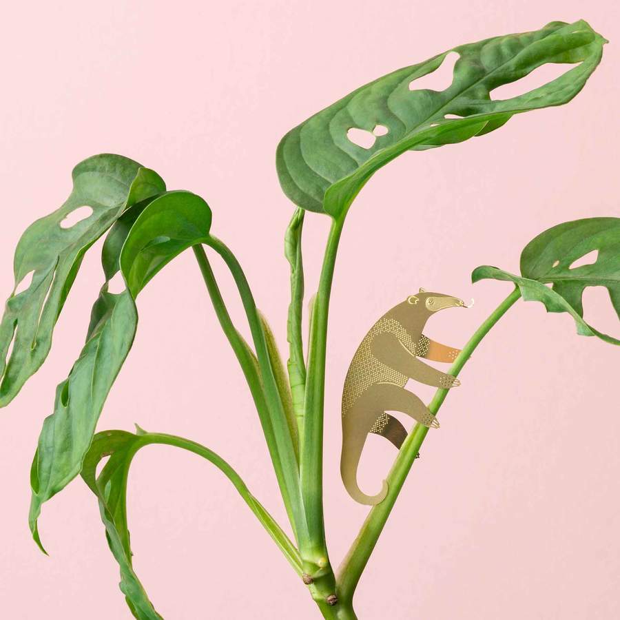 Plant Animal - Anteater