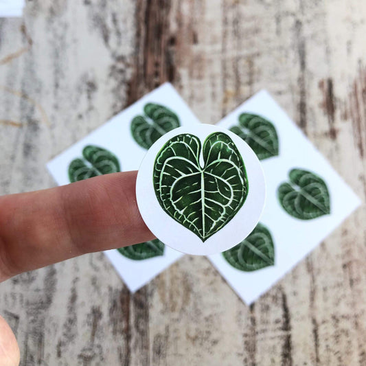 Stickers - Anthurium Clarinervium