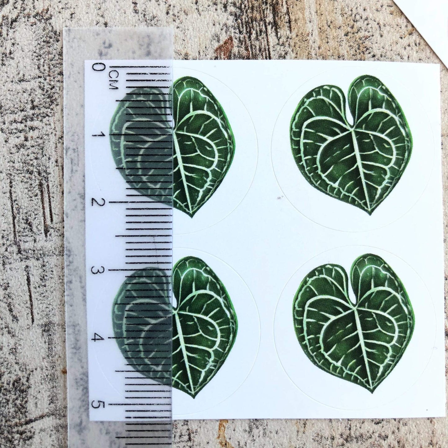 Stickers - Anthurium Clarinervium