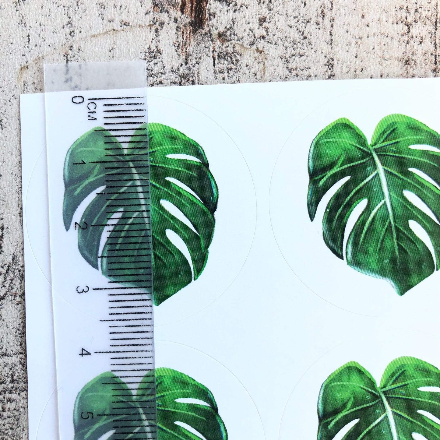 Stickers - Monstera Deliciosa