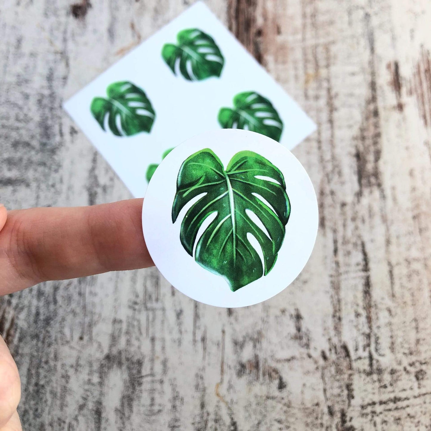 Stickers - Monstera Deliciosa