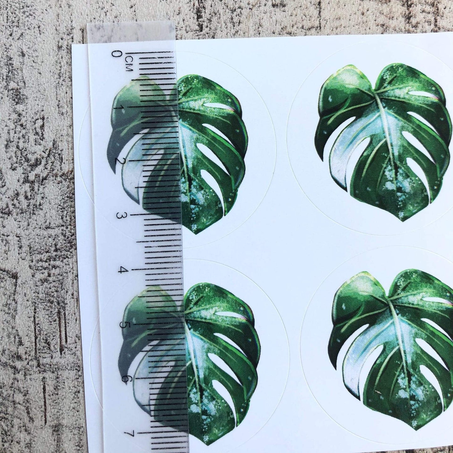 Stickers - Monstera Variegata