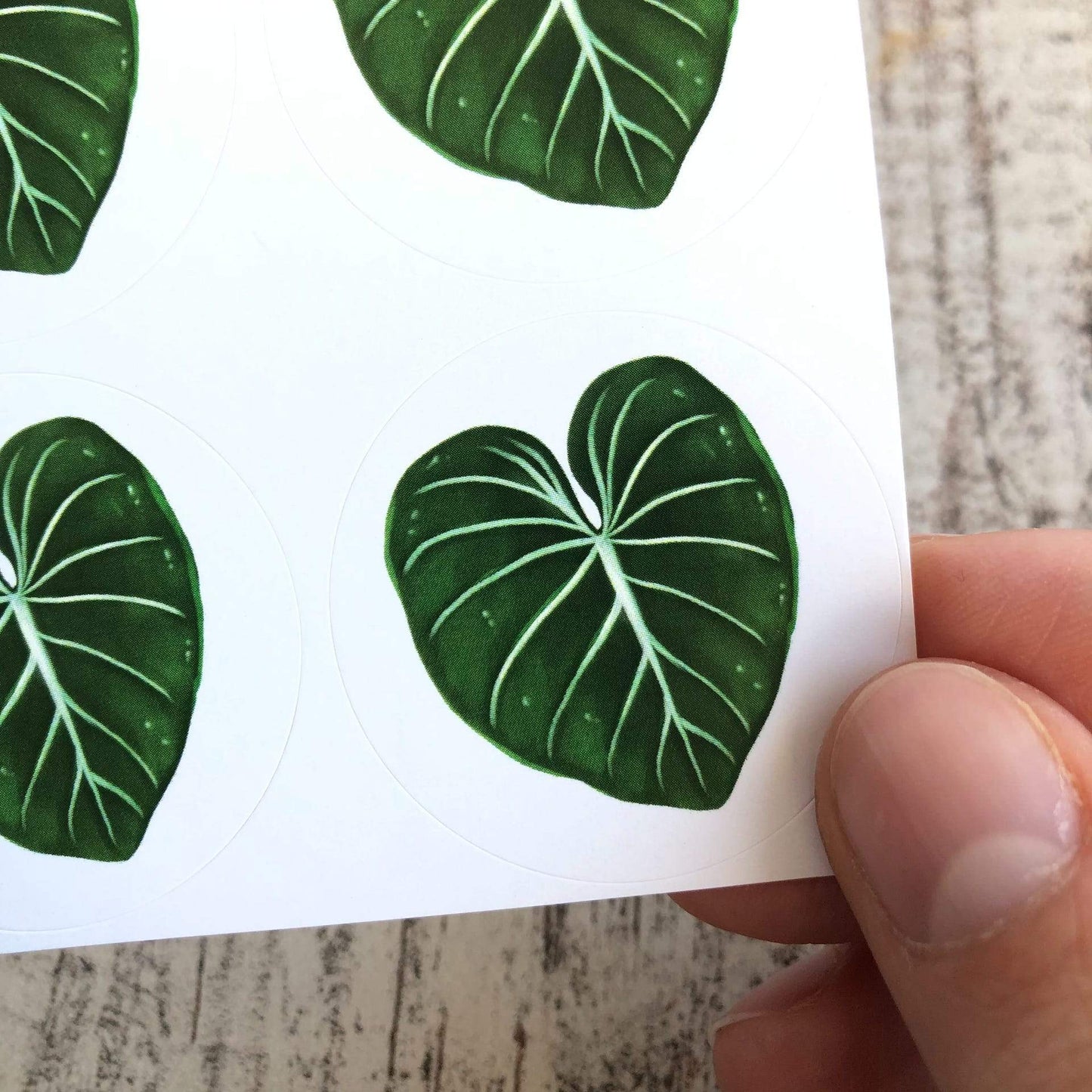 Stickers - Philodendron Gloriosum