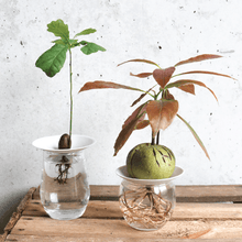 Load image into Gallery viewer, Germination Gift Set
