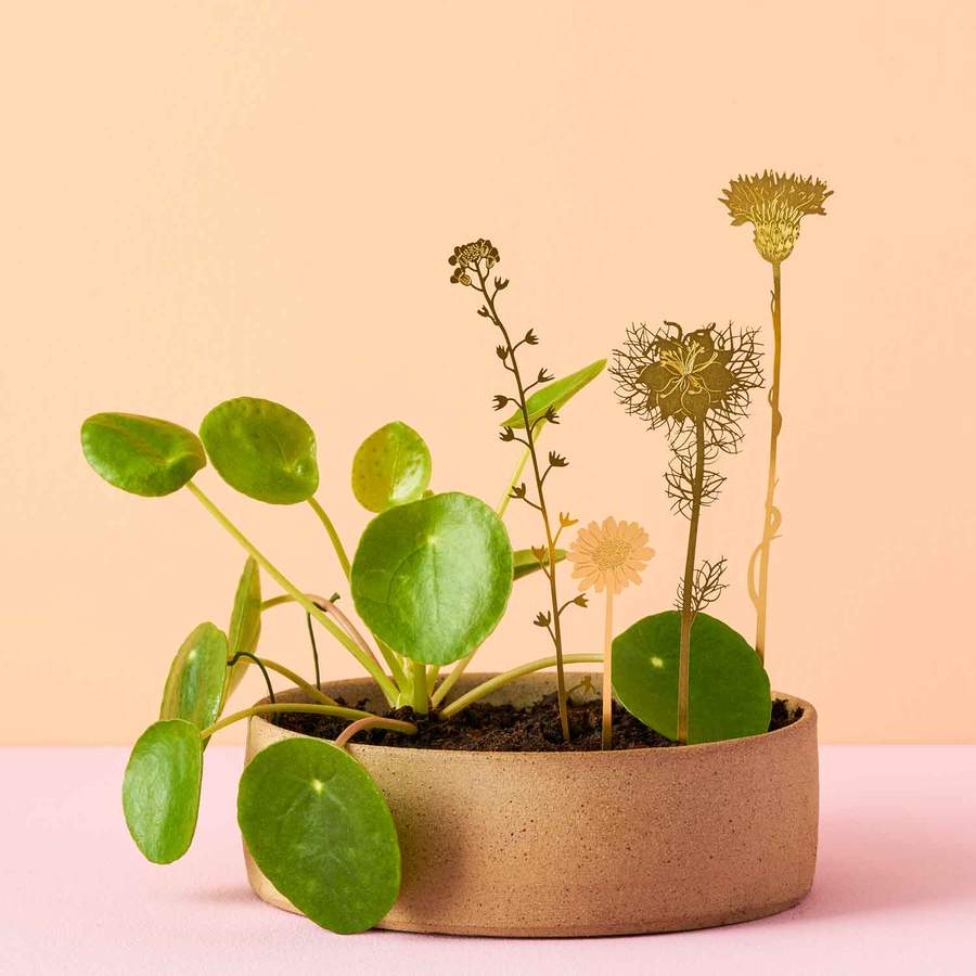 gold flowers plants