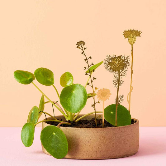 gold flowers plants