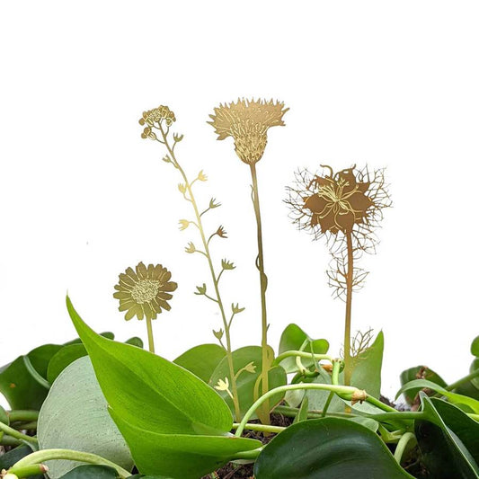 gouden bloemen planten