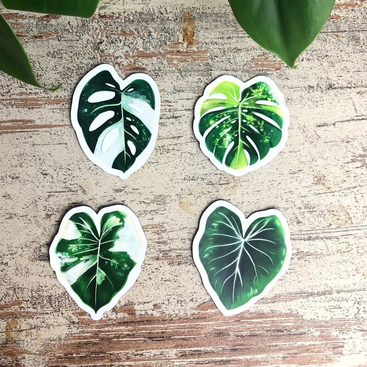 Magnets Set 4 - Variegated Plants L