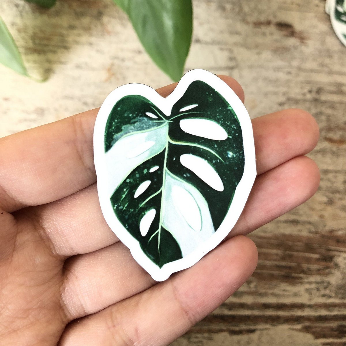 Magnets Set 4 - Variegated Plants L