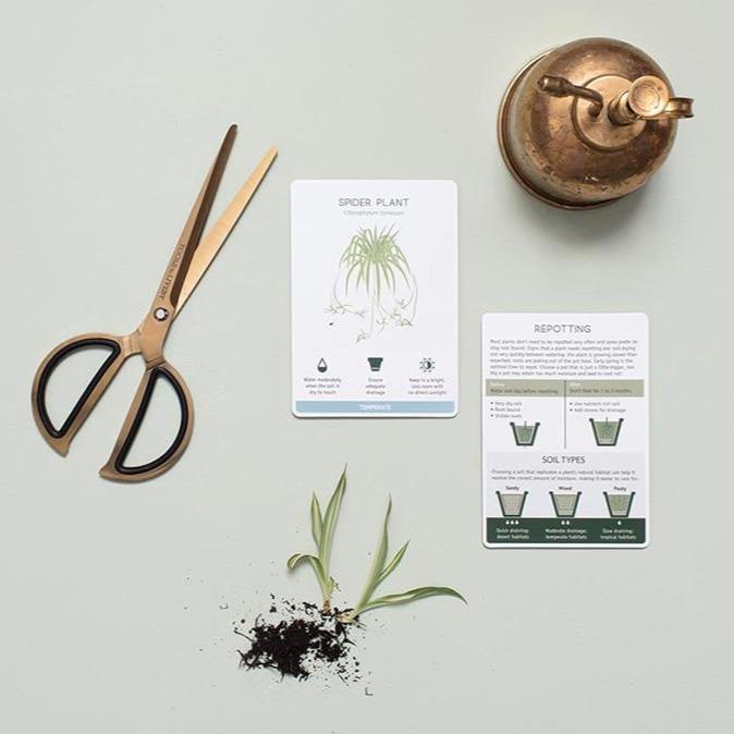 spider plant care card Houseplant Care Cards | Another Studio