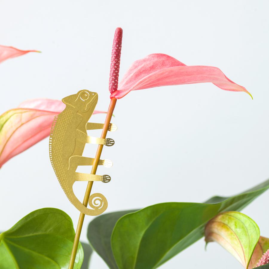Plantendiertje - Kameleon