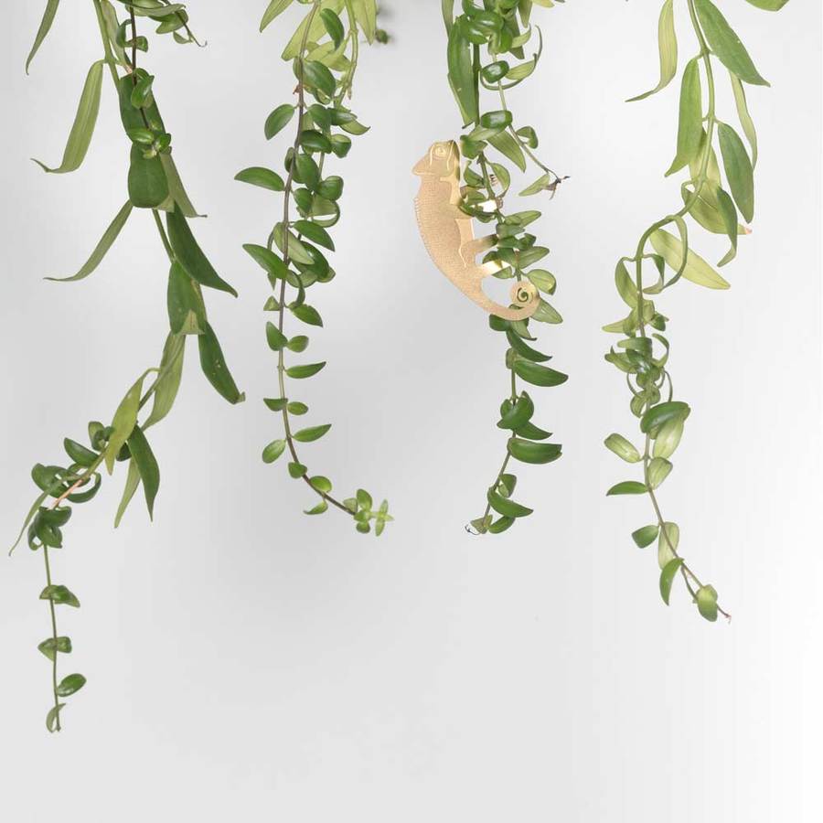 Plantendiertje - Kameleon
