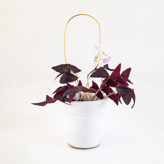 Plantensteun Mini - Hoop - Goud
