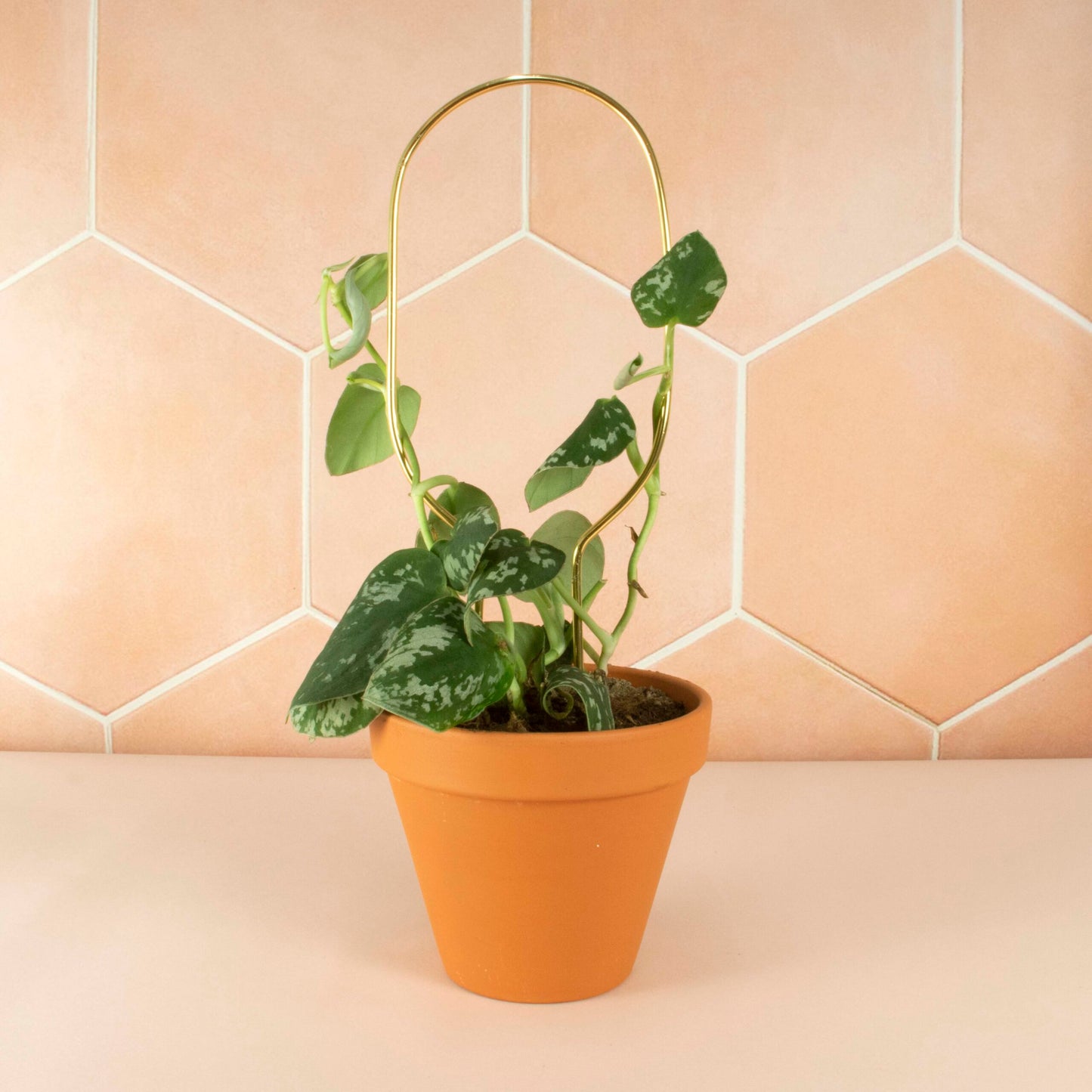 Plantensteun Mini - Hoop - Goud